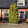 Taxus baccata 'Fastigiata Aureomarginata'
